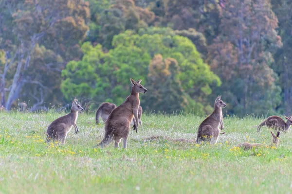 Kangoeroes Paddock Bij Gresford Hunter Regio Van Nsw Australië — Stockfoto
