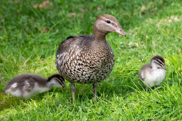 Canards Bois Printemps Est Ainsi Que Les Canetons Hardys Bay — Photo