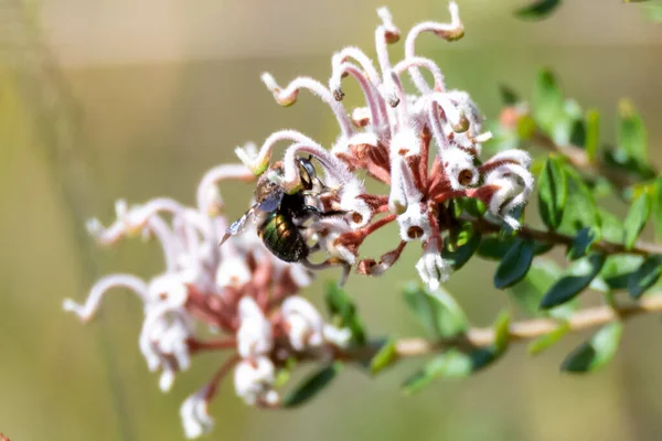 Квіти Бджоли Весняному Ходьбі Національному Парку Брісбен Вотерс Патонга Центральному — стокове фото