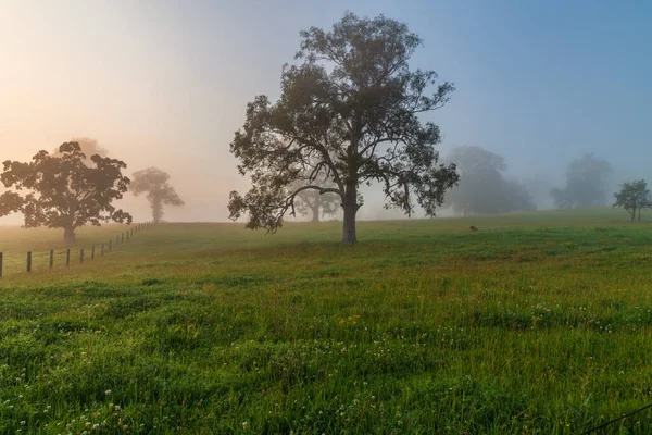 Wczesnym Rankiem Krajobraz Kraju Padokami Drzewami Gresford Hunter Region Nsw — Zdjęcie stockowe