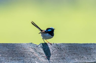 Male Superb Fairy Wren in the garden at Gresford in the Hunter Region of NSW, Australia. clipart