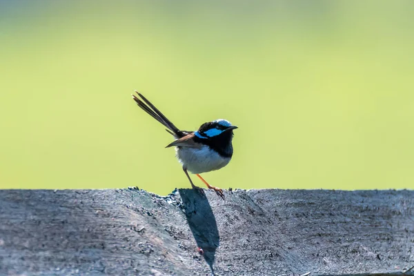 Erkek Süper Peri Wren Avustralya Nsw Nin Avcı Bölgesi Ndeki — Stok fotoğraf