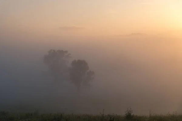 Wczesnym Rankiem Krajobraz Kraju Silną Mgłą Drzewami Gresford Hunter Region — Zdjęcie stockowe