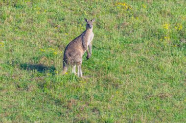 Avustralya 'nın NSW bölgesindeki Gresford otlağında kanguru var.
