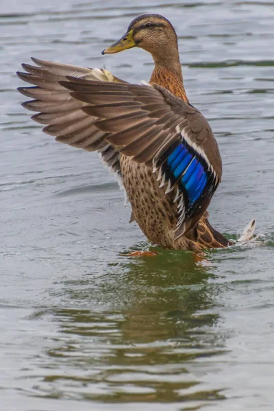 Stockente Der Bucht Bei Woy Woy Der Central Coast Von — Stockfoto