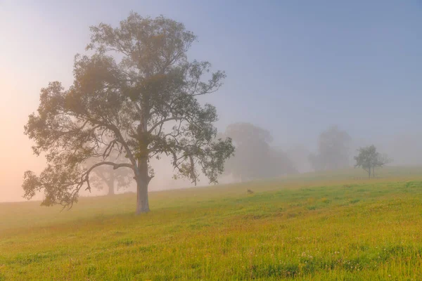 Wczesnym Rankiem Krajobraz Kraju Padokami Drzewami Gresford Hunter Region Nsw — Zdjęcie stockowe