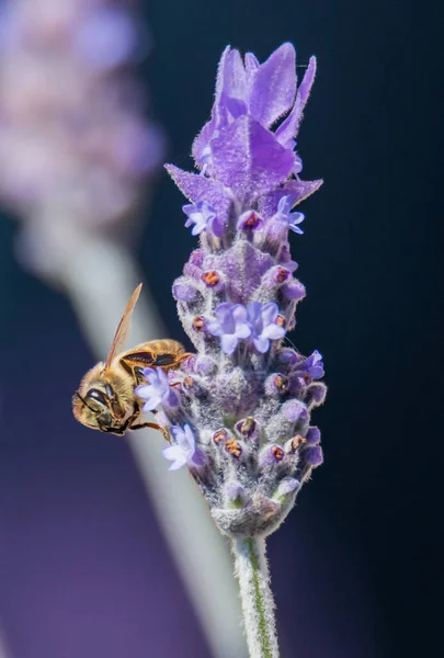 Цвіт Квітки Приваблює Бджіл Саду Гресфорді Провінція Нсв Австралія — стокове фото