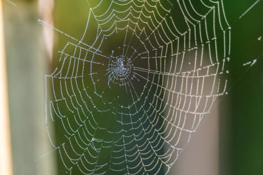 Ülkenin erken saatlerinde Gresford, Hunter Region, NSW, Avustralya 'da çiğ damlalarıyla kaplı örümcek ağıyla.