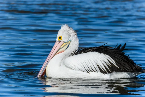 Pelicano Água Woy Woy Nsw Austrália — Fotografia de Stock