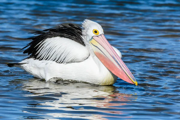 Reproduction Pélican Sur Baie Pris Woy Woy Nsw Australie — Photo