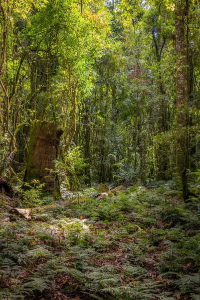 Εξερευνώντας Τροπικό Δάσος Κοντά Ladies Well Στο Barrington Tops Hunter — Φωτογραφία Αρχείου