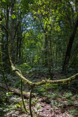 Avustralya 'nın NSW Avcı Bölgesi Barrington Tepeleri' ndeki Bayanlar Kuyusu yakınlarındaki yağmur ormanlarını keşfediyor..