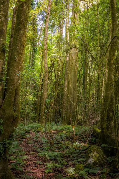 Εξερευνώντας Τροπικό Δάσος Κοντά Ladies Well Στο Barrington Tops Hunter — Φωτογραφία Αρχείου