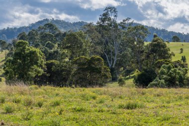 Avustralya 'nın Avcı Bölgesi, NSW, Avustralya.
