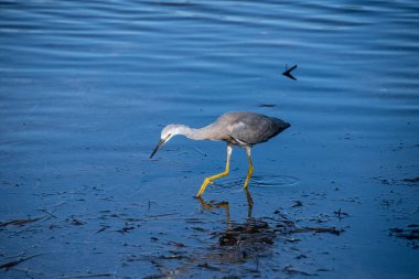 Avustralya, NSW 'nin merkez kıyısındaki Woy Woy rıhtımında mavi sudaki beyaz yüzlü balıkçıl..