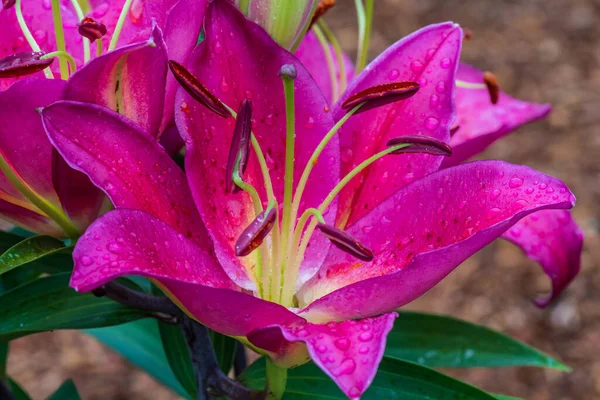 Hot Pink or Dark Pink Lily flowers are blooming during summer in the garden.