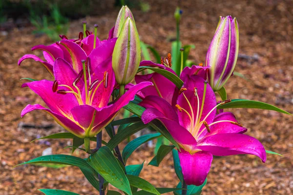 Hot Pink or Dark Pink Lily flowers are blooming during summer in the garden.