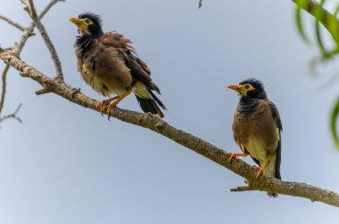 Avustralya, NSW 'nin merkez kıyısında Woy Woy' da iki Myna kuşu.