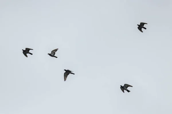 Flock Pigeons Flying Overcast Grey Sky — Stock Photo, Image