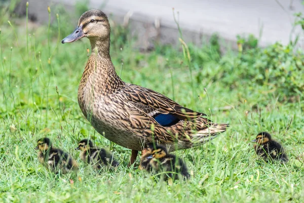 Ánade Real Hembra Cinco Patitos Césped Woy Woy Nsw Australia — Foto de Stock