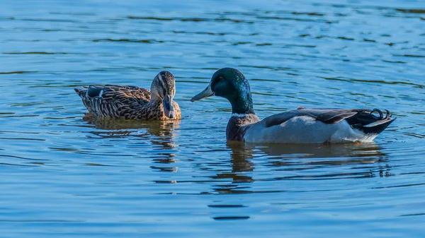 オーストラリア ニューサウスウェールズ州ウーイの水の中で泳ぐマガモのペア — ストック写真