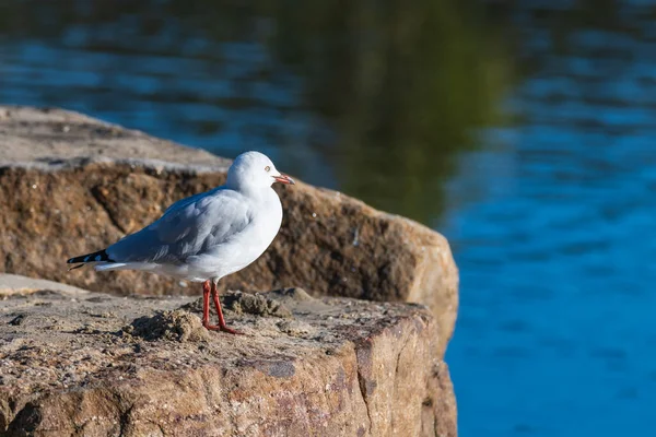 Seagull Staring Out Water Bay Woy Woy Nsw Австралия — стоковое фото