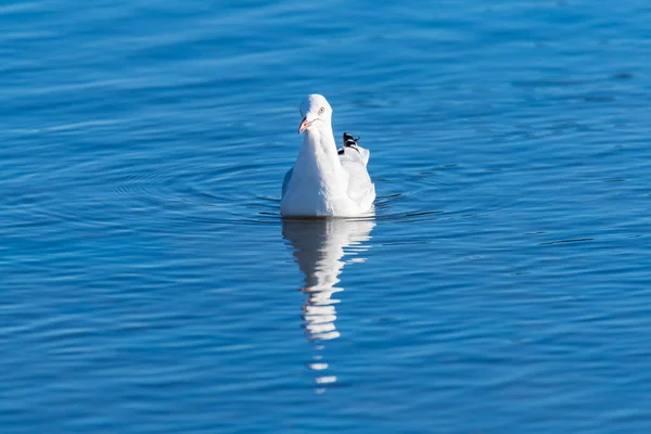 Möwe Vor Dem Blauen Wasser Der Bucht Woy Woy Nsw — Stockfoto