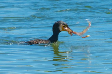 Mossy Point, South Coast, NSW, Avustralya 'da suda büyük bir karabatak var..