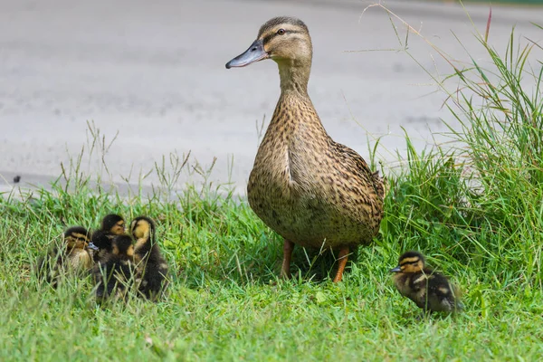 Een Vrouwelijke Wilde Eend Vijf Eendjes Het Gras Bij Woy — Stockfoto