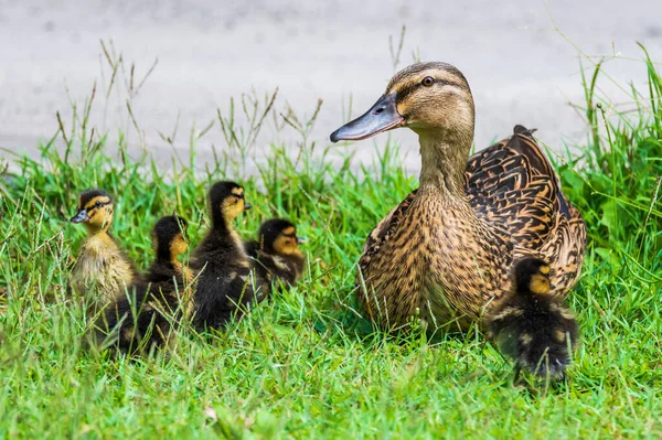 Ánade Real Hembra Cinco Patitos Césped Woy Woy Nsw Australia — Foto de Stock