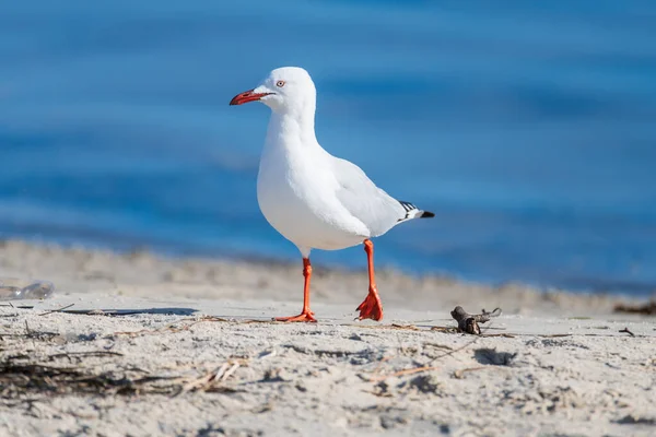 Gaivota Contra Água Azul Baía Woy Woy Nsw Austrália — Fotografia de Stock