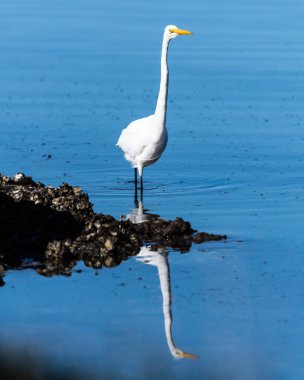 Orta Sahildeki St. Huberts Adası, NSW, Avustralya 'daki sularda genç bir Doğu Büyük Akbalıkçıl ve yansıması.