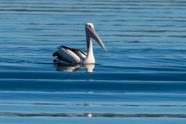 A young Pelican and water ripples at St Huberts Island on the Central Coast, NSW, Australia