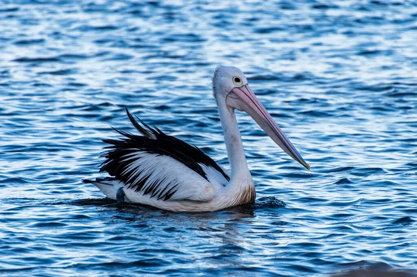 Pelican Naviguant Dans Baie Dans Lumière Après Midi Woy Woy — Photo