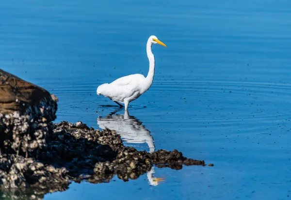 Una Gran Garza Oriental Joven Reflexión Agua Isla Huberts Costa — Foto de Stock