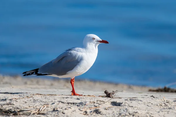 Zeemeeuw Tegen Het Blauwe Water Van Baai Woy Woy Nsw — Stockfoto