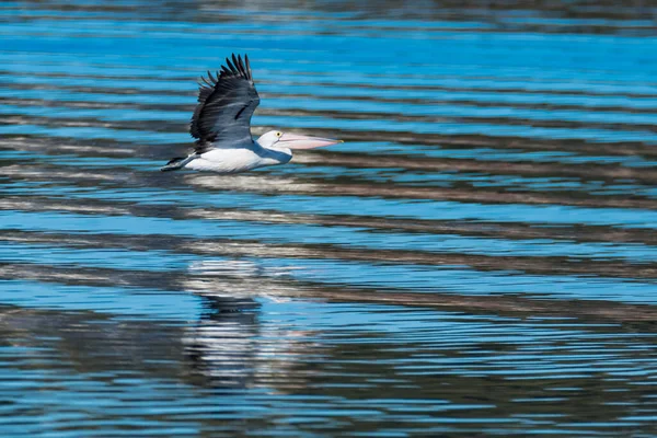 Ein Pelikan Fliegt Über Das Wasser Auf Huberts Island Der — Stockfoto