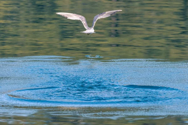 Flussseeschwalbe Über Dem Wasser Auf Huberts Island Der Zentralküste Nsw — Stockfoto