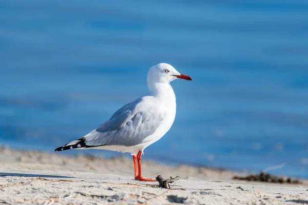 Seagull Фоне Синей Воды Залива Woy Woy Nsw Австралия — стоковое фото