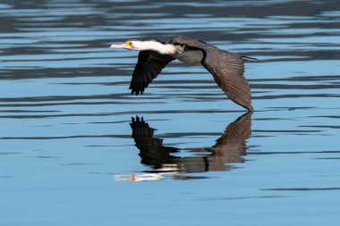 Pied Cormorant, Avustralya, NSW 'deki St. Huberts Adası' nda suyun üzerinde uçuyor.