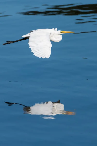 Östlicher Silberreiher Fliegt Über Das Wasser Auf Huberts Island Der — Stockfoto