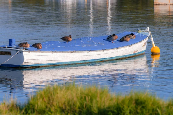Early Morning Waterscape Boat Ducks Woy Woy Nsw Australia — Φωτογραφία Αρχείου