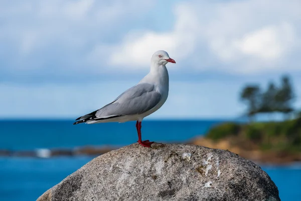 Zeemeeuw Bermagui Eurobadalla Shire Aan Zuidkust Van Nsw Australië — Stockfoto