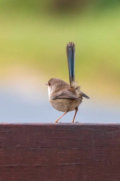 Een Fairy Wren Een Houten Hek Bij Broulee Aan Zuidkust — Stockfoto