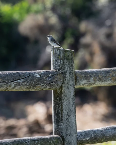 Sparrow Wooden Fence Bermagui Eurobadalla Shire South Coast Nsw Australia — Stok fotoğraf
