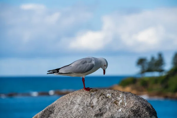 Gaivota Bermagui Eurobadalla Shire Costa Sul Nsw Austrália — Fotografia de Stock