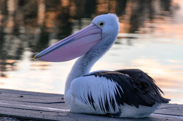 Pelican Coucher Soleil Bord Eau Forster Tuncurry Sur Côte Barrington — Photo