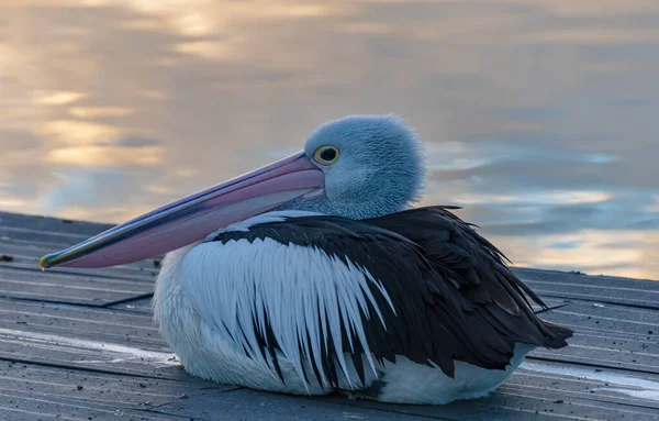 Pelicano Pôr Sol Pela Borda Das Águas Forster Tuncurry Costa — Fotografia de Stock