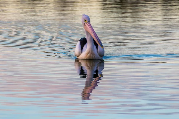 Pelican Sunset Water Edge Forster Tuncarry Barrington Coast Nsw Australia — стоковое фото