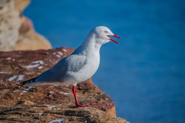 Zeemeeuw Bij Woy Woy Waterfront Aan Central Coast Nsw Australië — Stockfoto